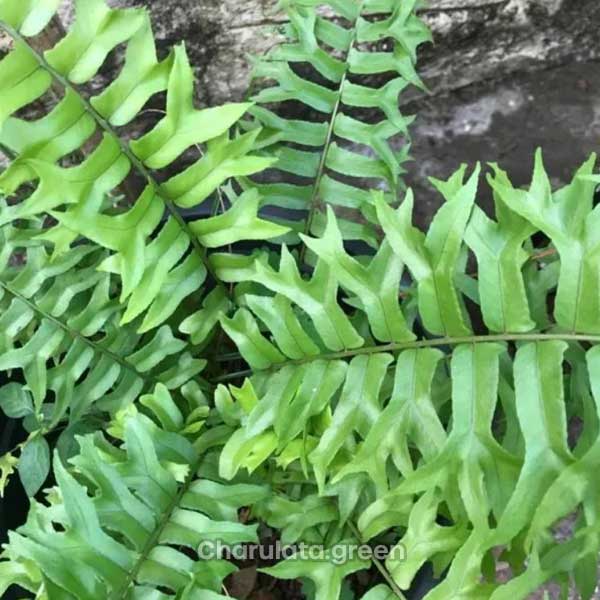 fishtail-fern-plant ফিশটেইল ফার্ন