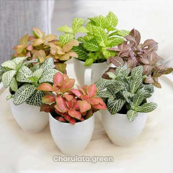 fittonia ফিটোনিয়া