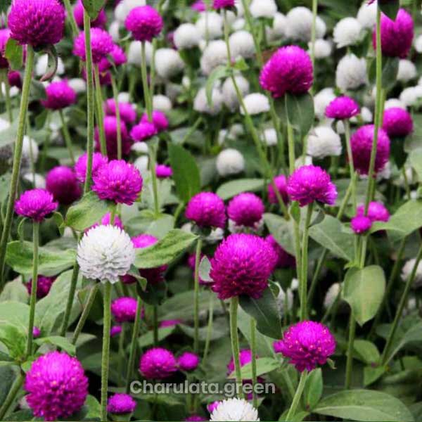 globe-amaranth বুতাম ফুল
