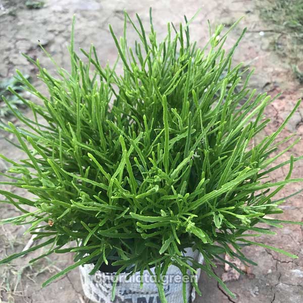 grass শোভাময় ঘাস