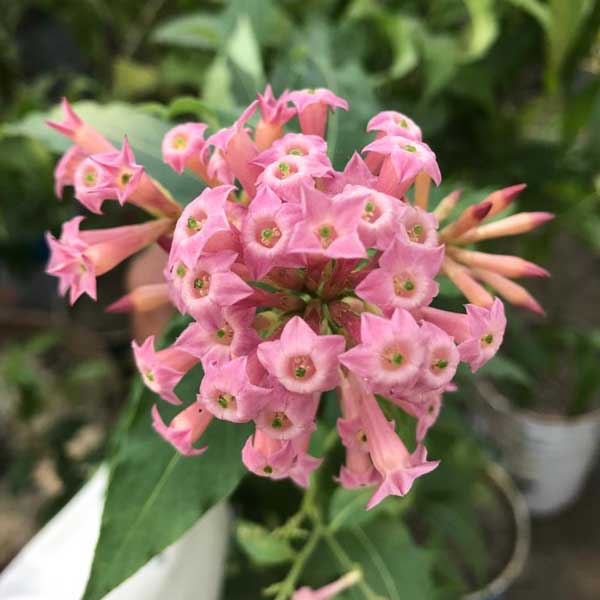 hasnahena-pink গোলাপি হাসনাহেনা