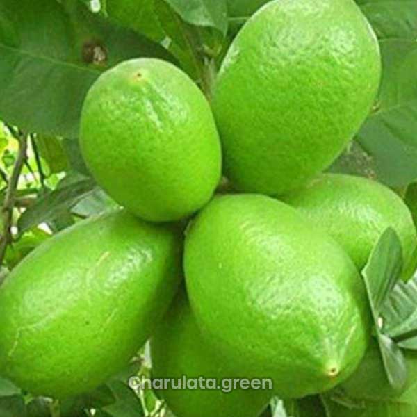 kagoji-lebu কাগজি লেবু