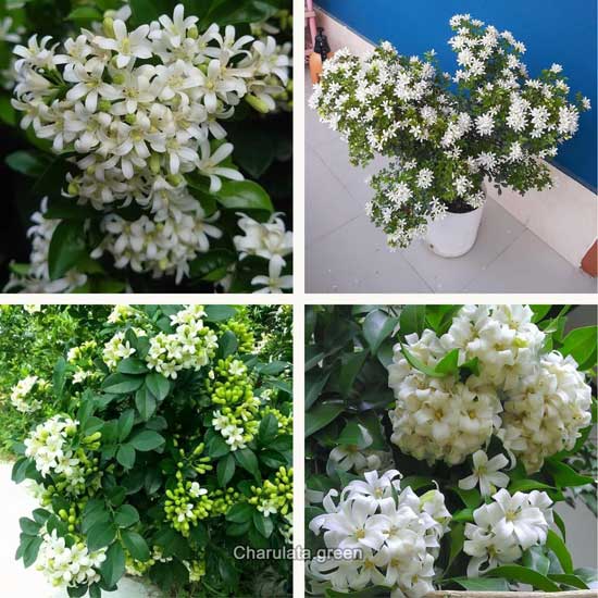kamini হাইব্রিড থাই কামিনী ফুল - Image 1