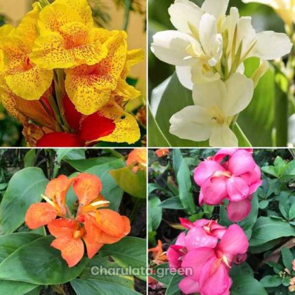ইন্ডিয়ান কলাবতী