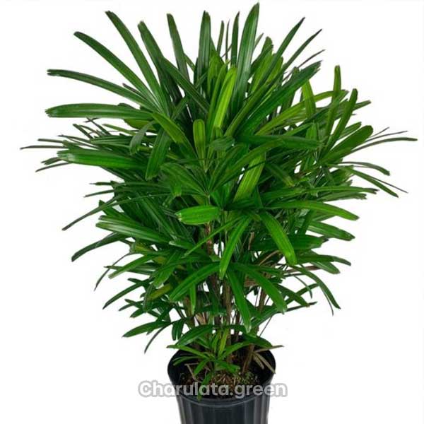 lady-palm-2 লেডি/রাবিশ পাম