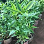 লাকি ব্যাম্বু