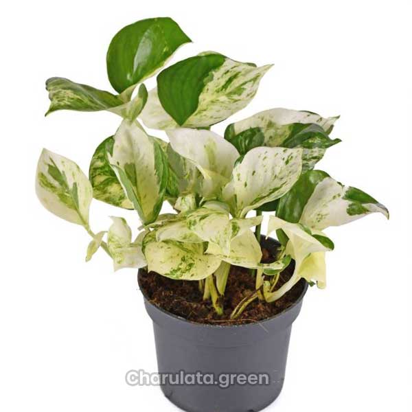 manjula-pothos মঞ্জুলা পোথস