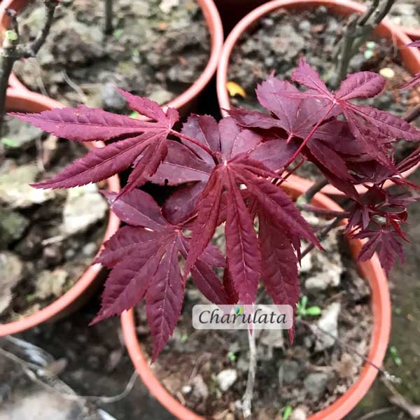 maple জাপানিজ ম্যাপল ট্রি