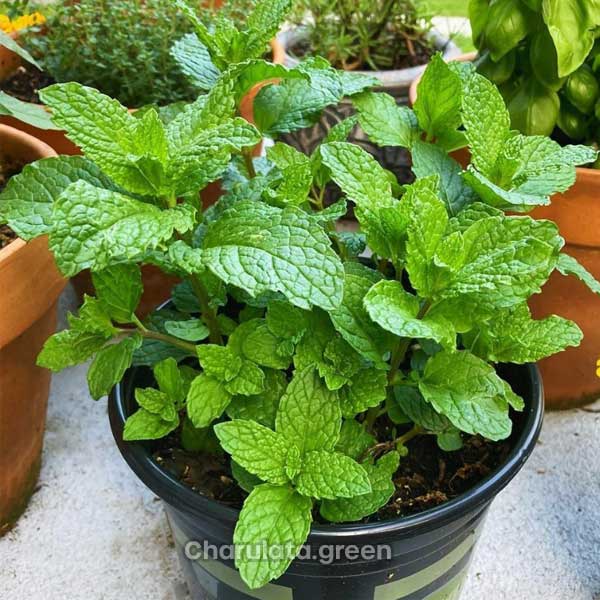 mint পুদিনা গাছ