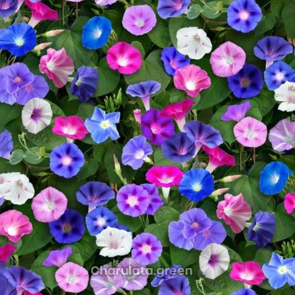 morning-glory মর্নিং গ্লোরি