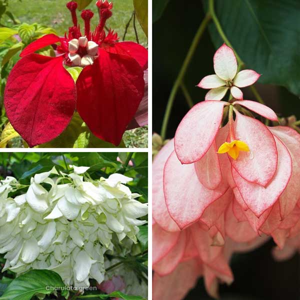 mussaenda মুসেন্ডা