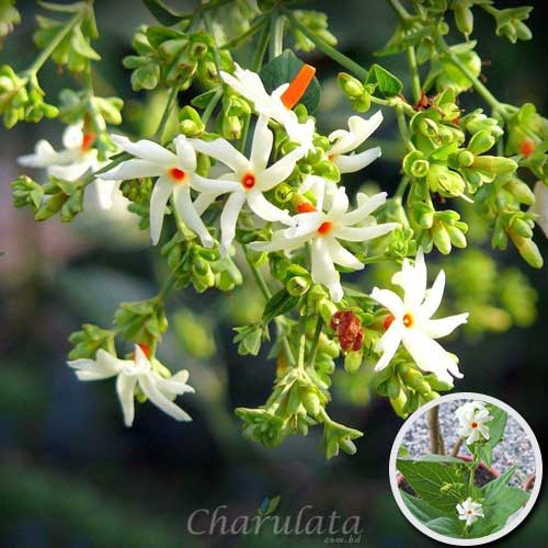 night-flowering-jasmine শিউলি ফুল