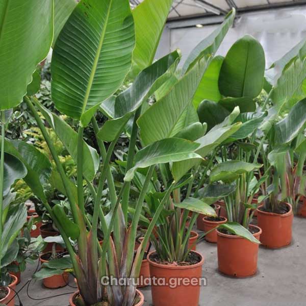 panthokola পান্থকলা