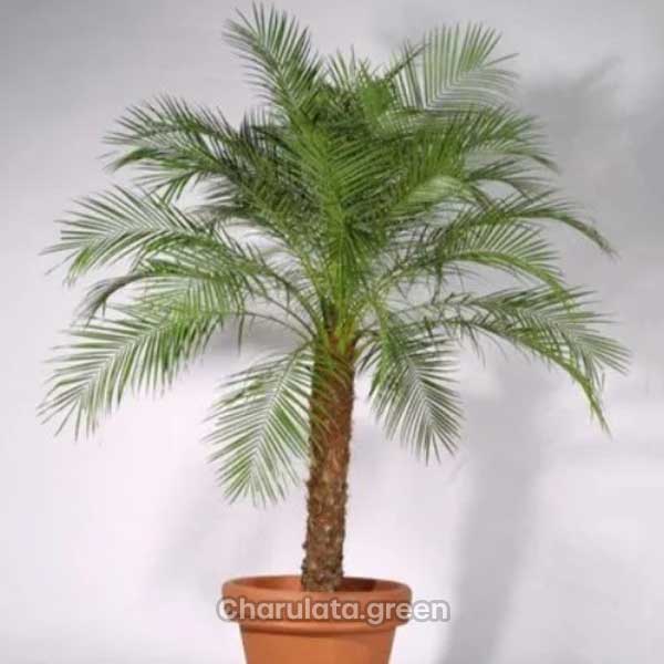phoenix-palm ফনিক্স পাম