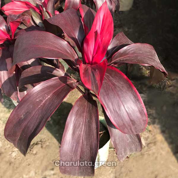 red-dracaena অগ্নীশ্বর পাতাবাহার
