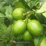 সিডলেস লেবু
