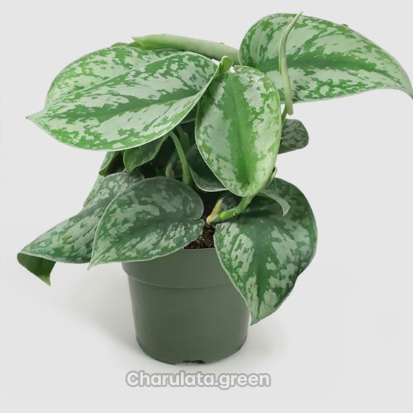 silver-satin-pothos সিলভার সাটিন পোথস