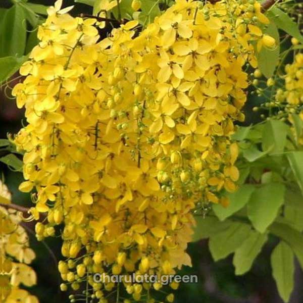sonalu সোনালু