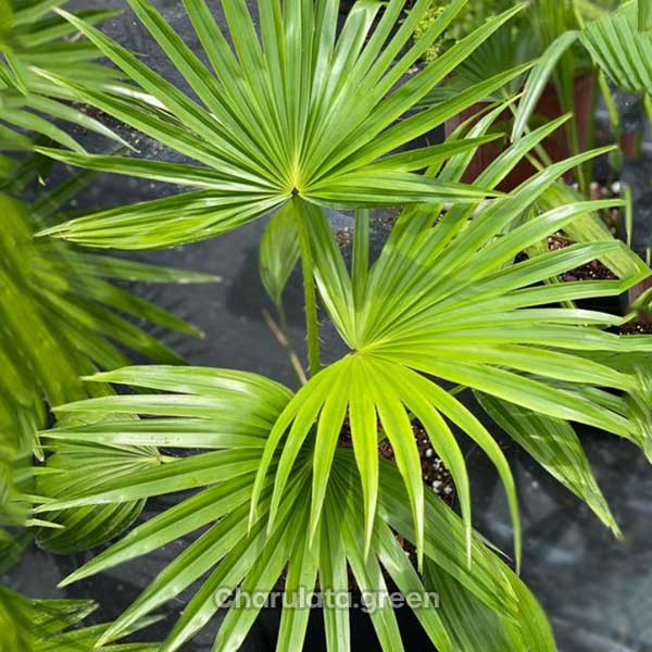 tal-palm টেবিল পাম