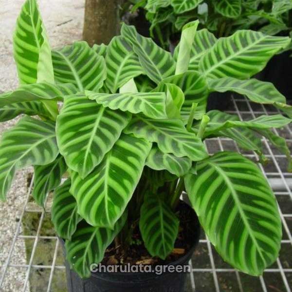 zebra-calathea ক্যালাথিয়া জেব্রিনা