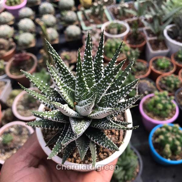zebra জেব্রা হাওয়ার্থিয়া