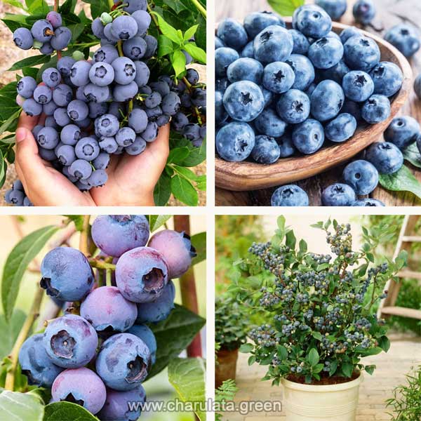 blueberry ব্লুবেরি