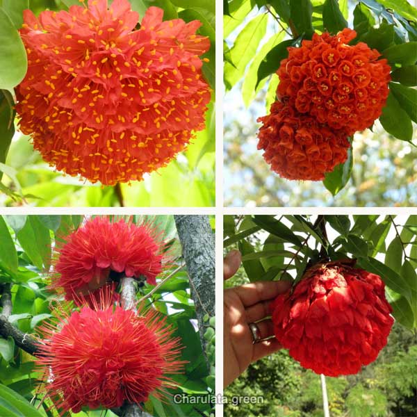 brownia-flower ব্রাউনিয়া