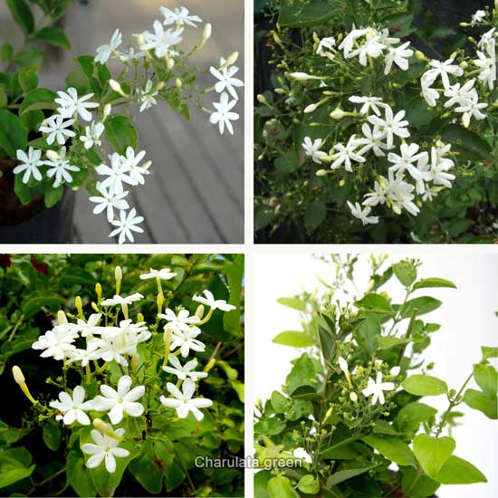 jasminum-auriculatum চামেলী জুই
