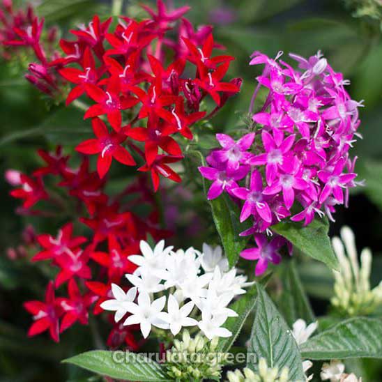 pentas-mix প্যান্টাস