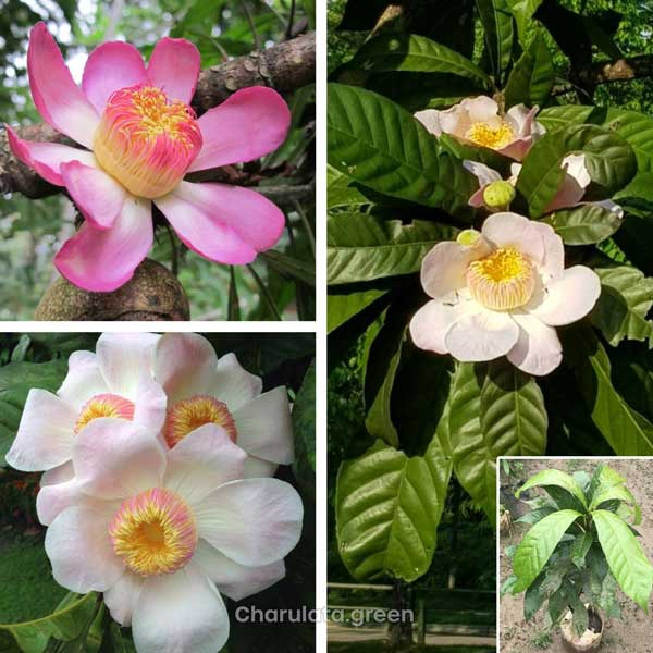 Gustavia-gracillima গুস্তাভিয়া