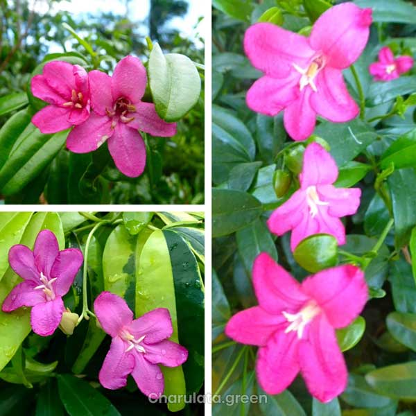 Lemonia লেমোনিয়া