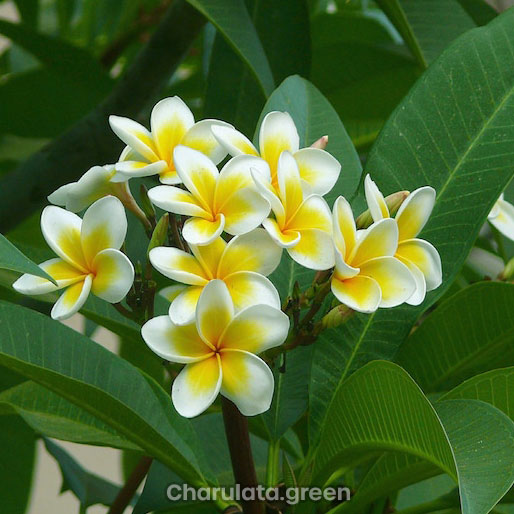 White-Plumeria সাদা কাঠগোলাপ