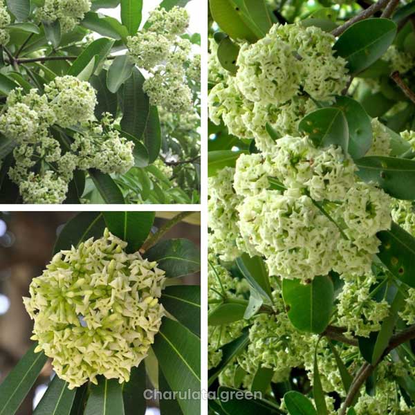chatim ছাতিম