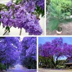 Jacaranda