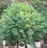 জাকারান্ডা (Jacaranda) - Image 2
