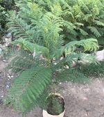 জাকারান্ডা (Jacaranda) - Image 3