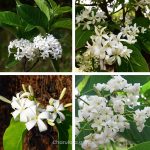 কুর্চি