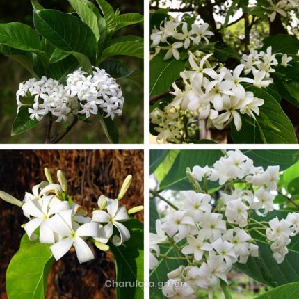 কুর্চি