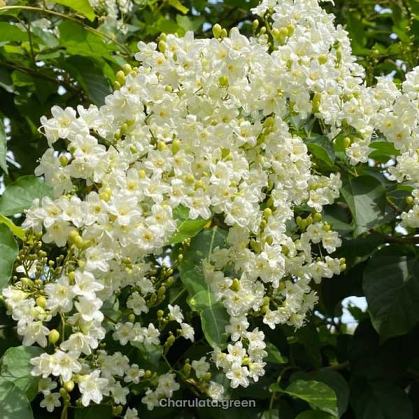 snow-vine স্নো ভাইন