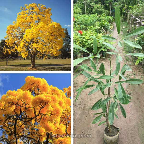 tabebuia-y ট্যাবেবুইয়া (হলুদ)