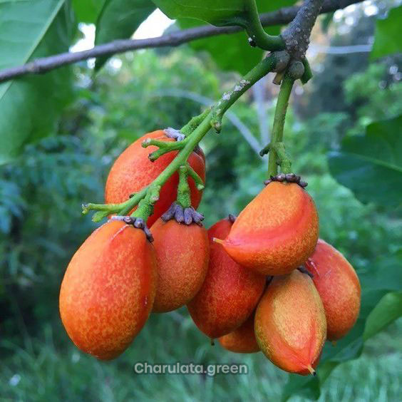 peanut-butter পিনাট বাটার