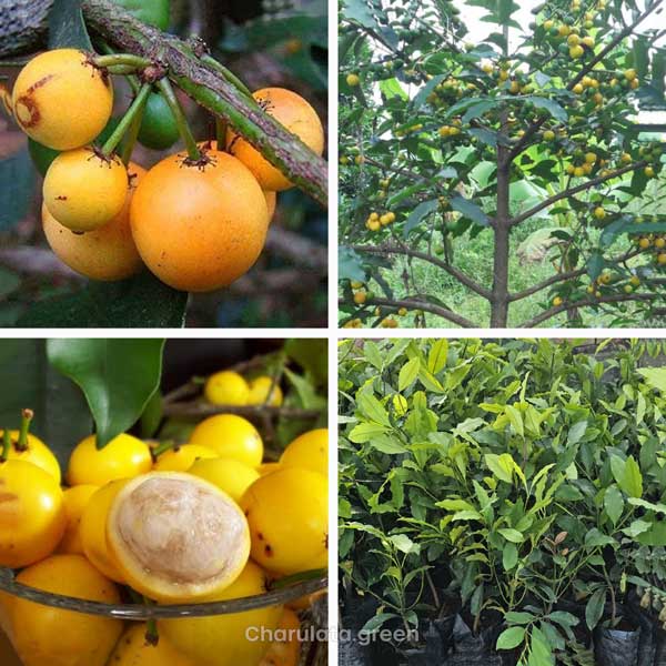 boraba লেমন ড্রপ ম্যাঙ্গোস্টিন
