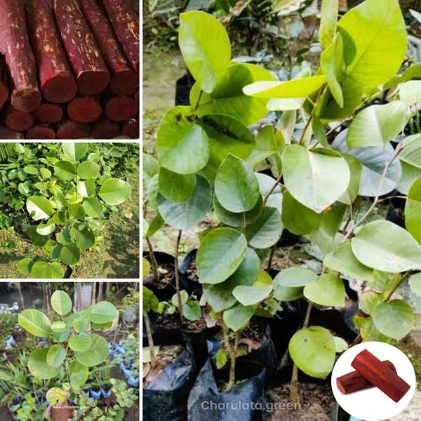 red-sandalwood লাল চন্দন