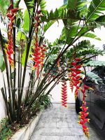 হ্যালিকনিয়া  (Lobster-claws) - Image 2