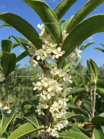 টি অলিভ (Tea Olive) - Image 2
