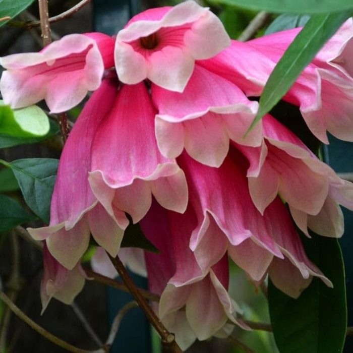 ফ্রেজার আইসল্যান্ড ক্রিপার - Image 2