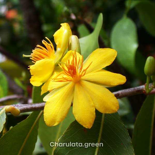 konok-capa2 কনকচাঁপা
