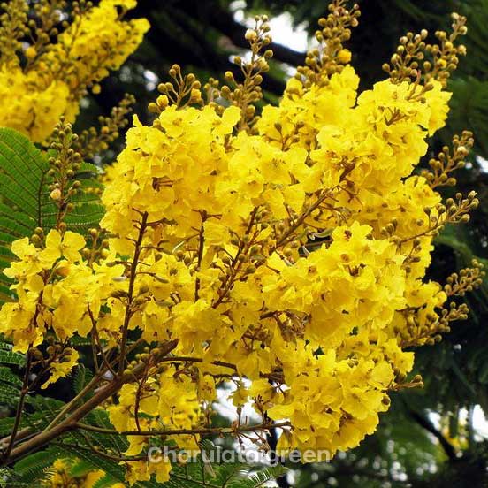konokcura কনকচূড়া