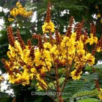 কনকচূড়া - Image 2