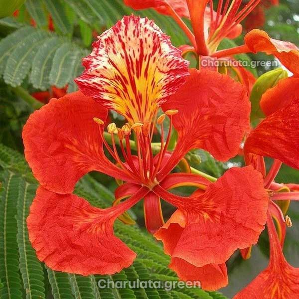 krisnocura কৃষ্ণচূড়া